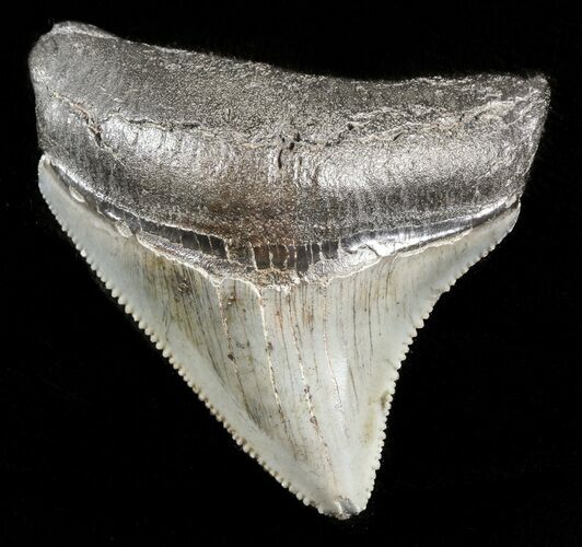 Serrated Posterior Juvenile Megalodon Tooth #45838